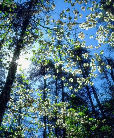 USA, North Carolina, Flowering Dogwood Trees in Fall Creek Falls State Park. - Stock Photo ...