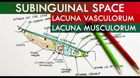 The Subinguinal Space - Lacuna Vasorum & Lacuna Musculorum | Anatomy ...