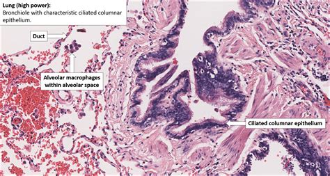 Lung – Normal Histology – NUS Pathweb :: NUS Pathweb