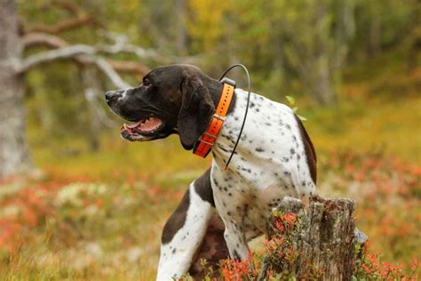 GPS Collar for Hunting Dogs