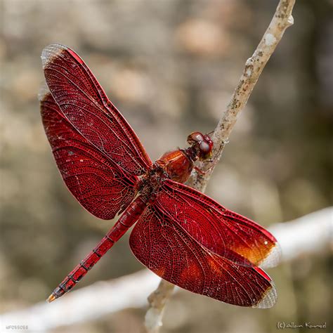 red dragonfly Foto & Bild | makro, natur, libelle Bilder auf fotocommunity