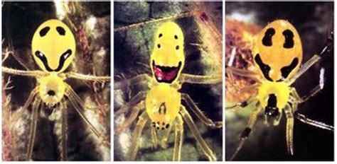 A Welsh View: The Hawaiian Happy Face Spider