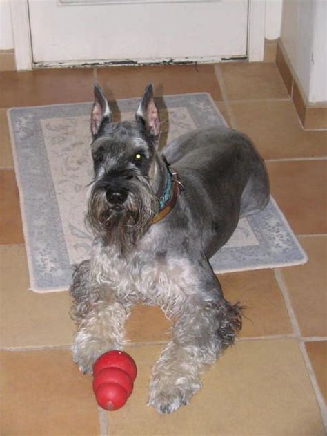 Giant Schnauzers | Giant schnauzer, Schnauzer, Giant schnauzer salt and pepper