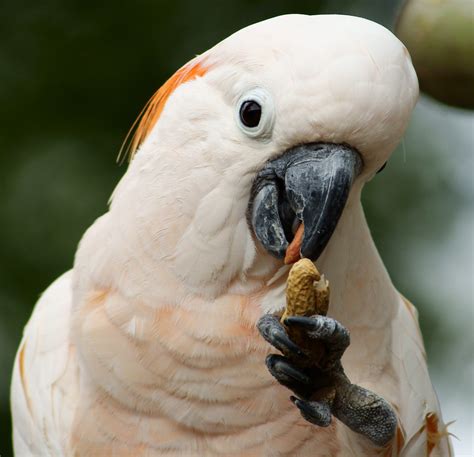 Moluccan Cockatoo | Emma | Flickr