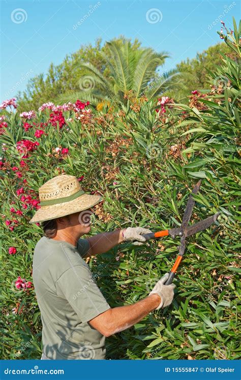 Pruning a hedge stock image. Image of equipment, ornamental - 15555847