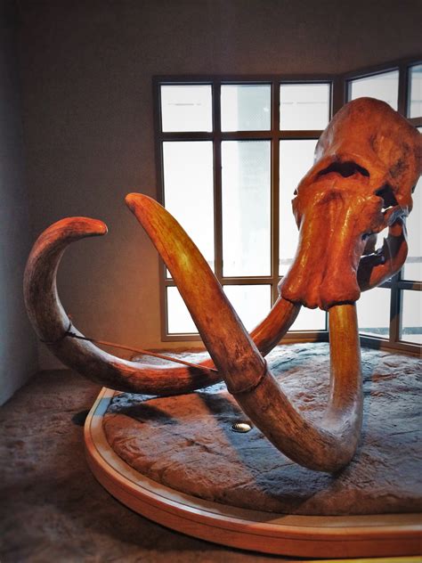 Mastodon Skull and Tusks in Prehistoric Journey in Denver Museum of ...