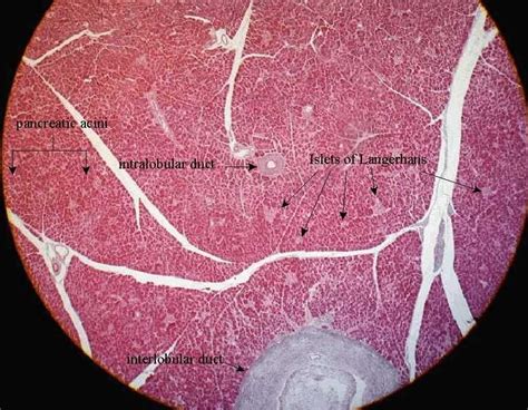 Human pancreas | Histology