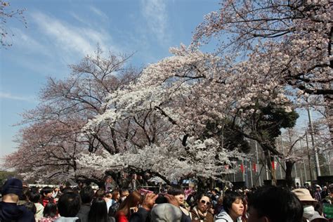 ueno park cherry blossoms 2 - Hungry for Points