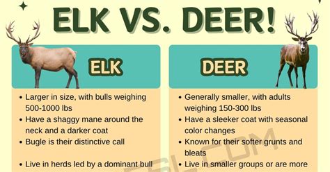 Elk vs. Deer: What Are the Differences? • 7ESL