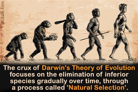 Theory Of Evolution