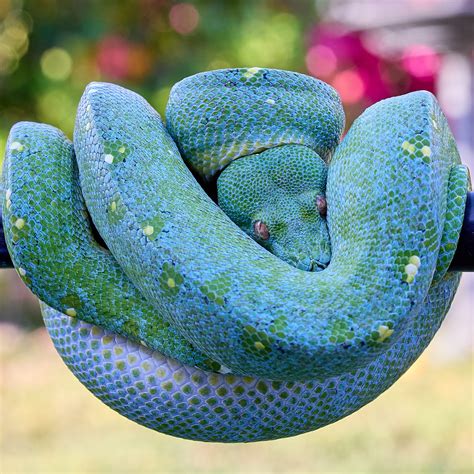 Green Tree Python Care Sheet | BALL PYTHON BREEDER UK