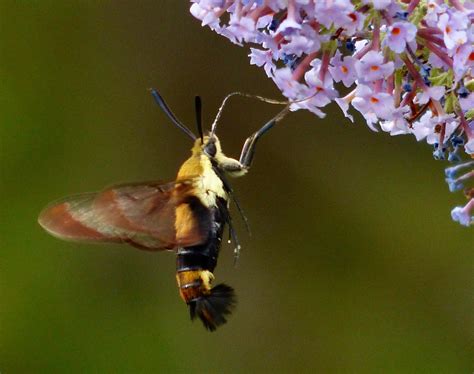 Snowberry Clearwing Moth – 7/29/15 – Sharon Friends of Conservation