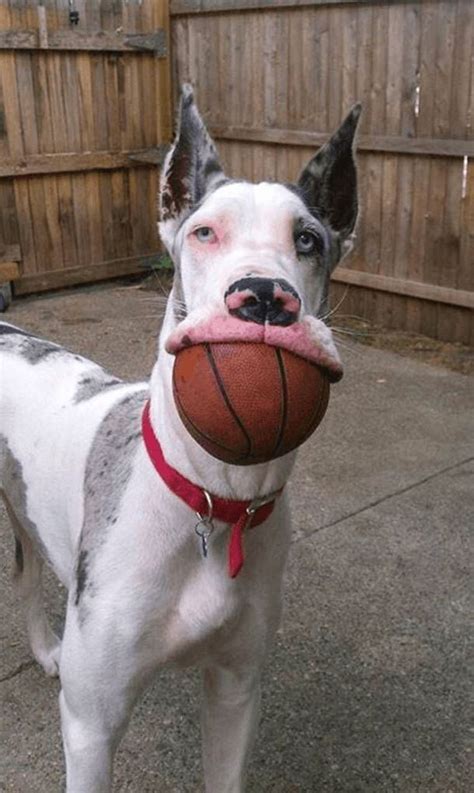 19 Reasons Great Danes Are Actually The Worst Dogs To Live With