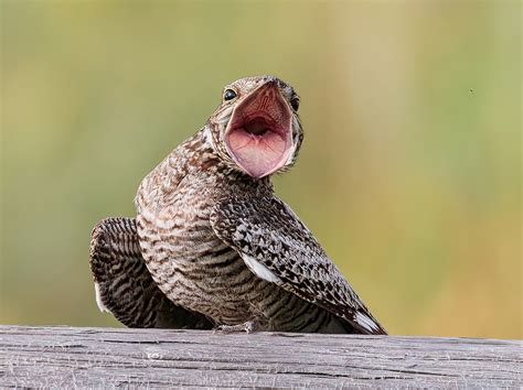 Common Nighthawk - eBird