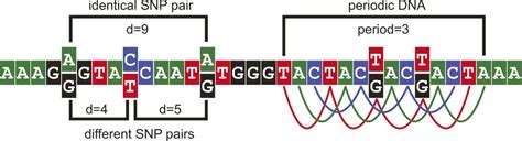 A periodic pattern of SNPs in the human genome