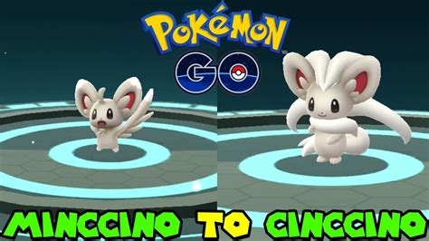 Evolving MINCCINO to CINCCINO in Pokemon Go - Special Field Research Day - YouTube