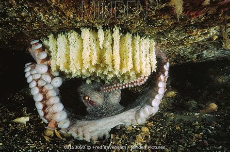 Pacific Giant Octopus stock photo - Minden Pictures