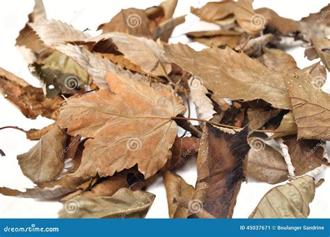 Dead leaves stock image. Image of autumn, background - 45037671