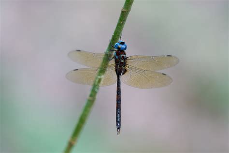 The Dragonfly Photolog - Photolog 2023