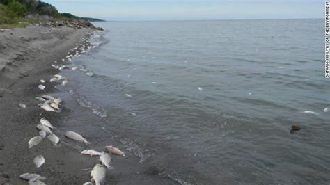 Lake Erie Dead Fish: Lake Inversion Suspected But Locals Are Skeptical