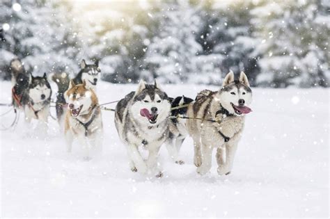 FunnyLand: Alaskan Husky vs. Siberian Husky: Understand the difference