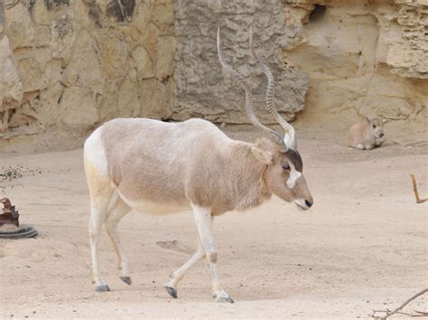 The Online Zoo - San Antonio Zoo