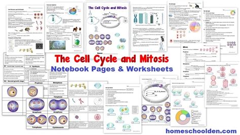 Cell Cycle and Mitosis Worksheet Packet Liesl - Homeschool Den - Mommy School Tools