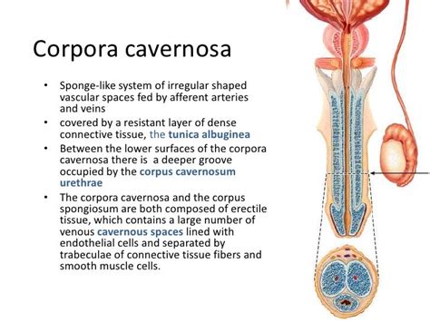 Male reproductive system 1