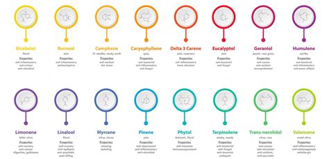 Terpenes and CBD: What are they used for? What are they really?