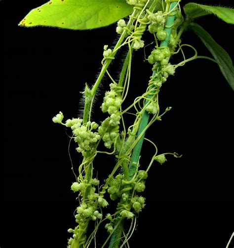 Dodder uses the flowering signal of its host plant to flower | Science ...