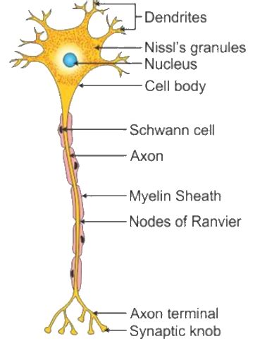 5. Draw a labelled diagram of a myelinated neuron - Noon Academy