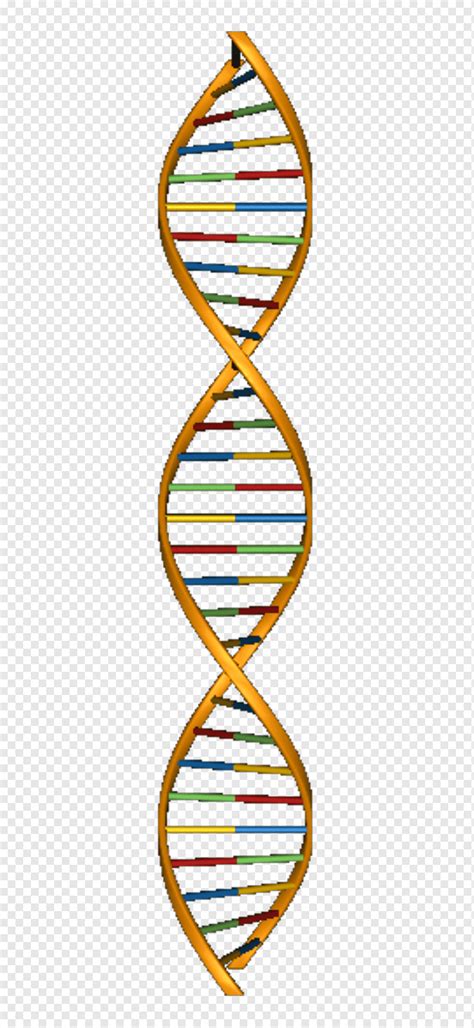 Modelos moleculares de la estructura del ácido nucleico de ADN ácido ...