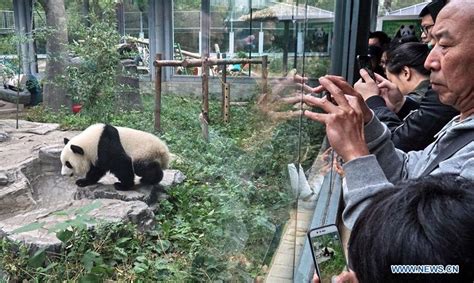 Twin Baby Pandas Arrive at Beijing Zoo, Do Stupidly Cute Panda Stuff ...