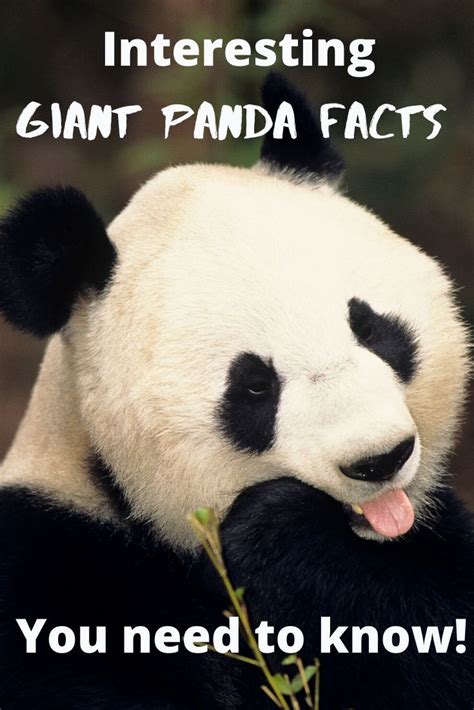 29 most adorable giant panda fun facts – Artofit