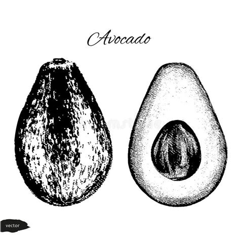 Avocado, Half of Avocado, Avocado Seed, Hand Drawn Watercolor Painting on White Background ...