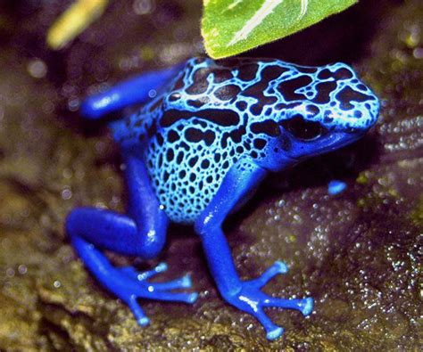 The Jungle Store: Frogs - More Than Just Green