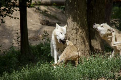 Arctic wolf with a cub stock image. Image of beast, dangerous - 168016285