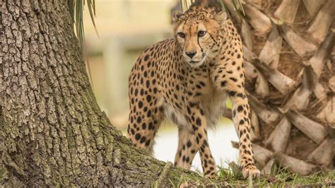 Jacksonville Zoo mourns death of cheetah