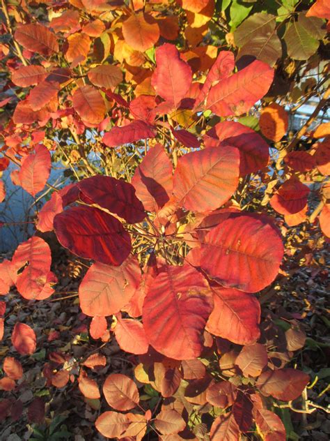 Cotinus coggygria 'Royal Purple' fall color RBG 2016.jpg | Rotary ...