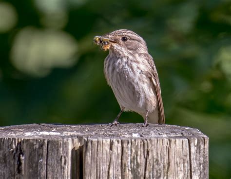 DSC6351 Spotted Flycatcher.. | Spotted Flycatcher - Muscicap… | Flickr