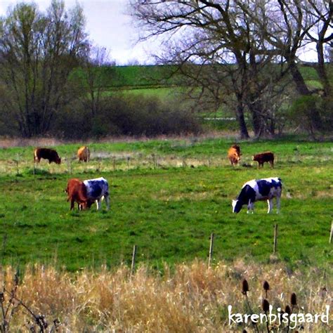 Karen`s Nature Photography: Grazing Cattle in Landscape.