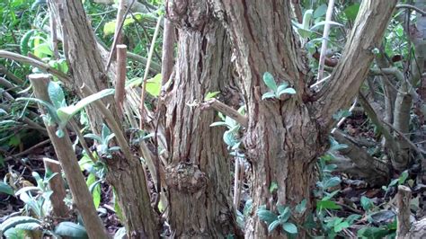 WHEN AND HOW TO PRUNE BACK BUDDLEIA |The Garden of Eaden