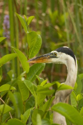Great blue heron | Ardea herodias, Shark Valley, Everglades … | Flickr