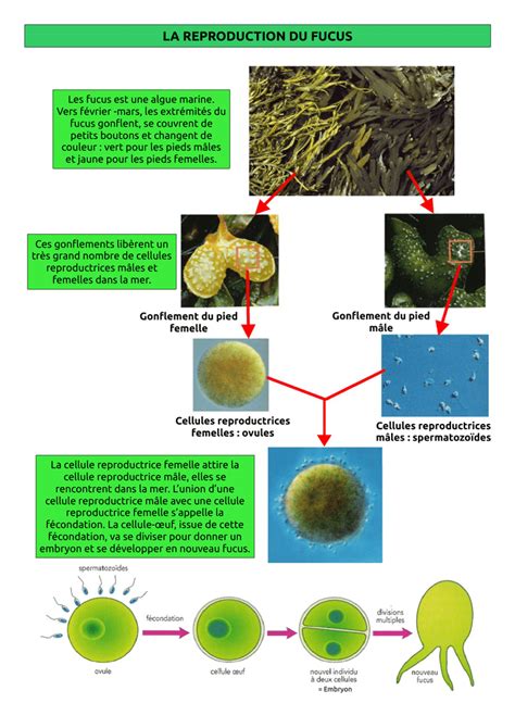 la reproduction du fucus - Pavot