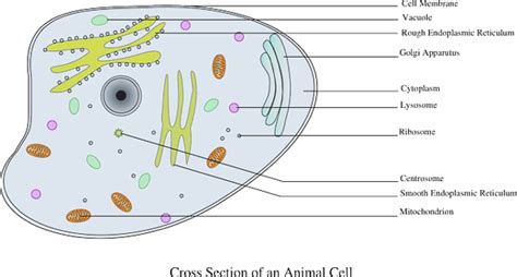 Lysosomes In Animal Cell