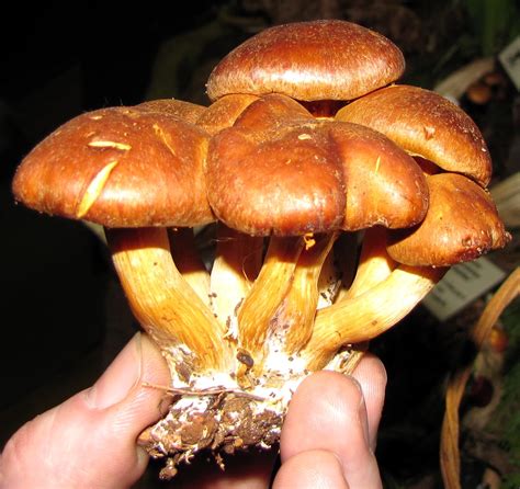 List of Gymnopilus species | Wiki | Everipedia