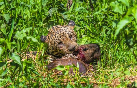 Jaguar with Prey in the Grass. Stock Photo - Image of dangerous, park: 167137188