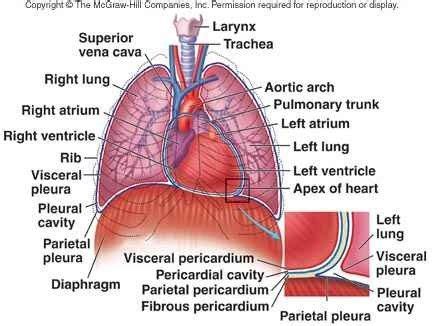 Human Body Cavity Diagram