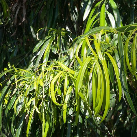 Geijera parvifolia - Australian Willow | Western Star Nurseries