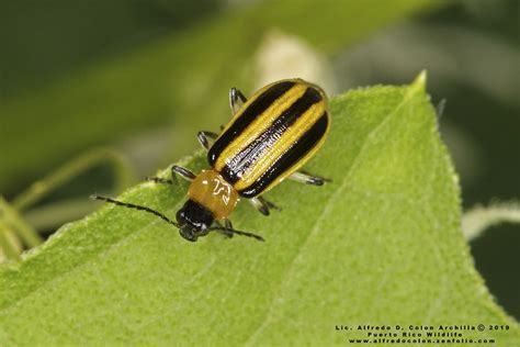 Striped Cucumber Beetle